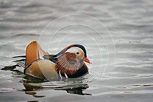 Vibrant orange mandarin duck is seen swimming in the lake tranquil waters