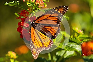 Vibrant orange monarch butterfly perched atop a cluster of blooming red flowers