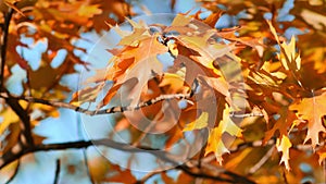 Vibrant orange oak leaves sway in breeze on autumn day