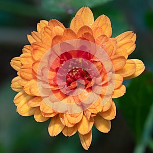 Vibrant orange petals of a chrysanthemum.