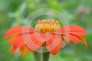 The vibrant orange petals of Tithonia photo