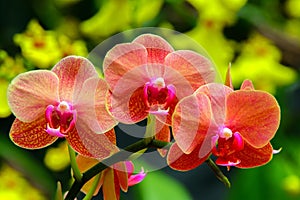 Vibrant orange and pink shade phalaenopsis blume orchids