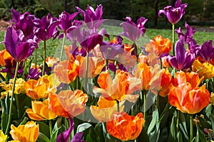 Vibrant orange and purple tulips in the garden in spring