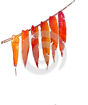 Vibrant orange and red autumn leaves with pure white contrasting background