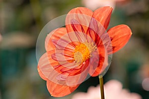 Vibrant orange and red color dahlia photo