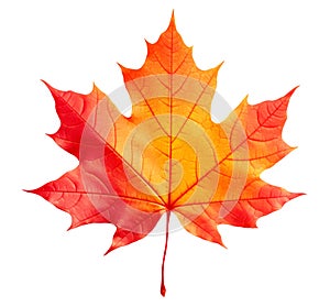 Vibrant orange and red maple tree autumn leaf isolated on white, generative AI realistic illustration