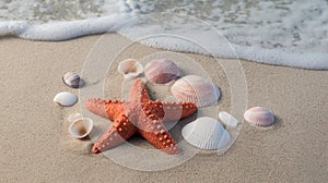 Starfish and Seashells Lie on Sandy Beach as Gentle Waves Approach the Shore