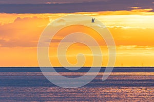 Vibrant orange sunrise with a seagull flying over the sea. Wind farm turbines far in the distance