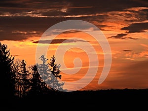 Vibrant orange sunset clouds through the pine tree forest