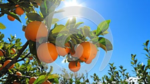 Vibrant Orange Tree with Varied Ripeness Ai generated