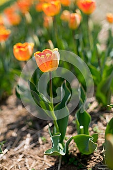 Vibrant orange tulips in spring bloom