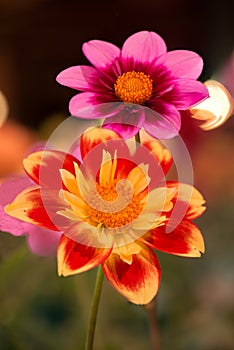 Vibrant orange and yellow pink and red color dahila