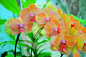 Vibrant Orchids