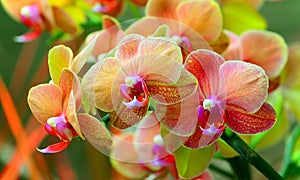 Vibrant Orchids