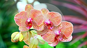 Vibrant Orchids photo