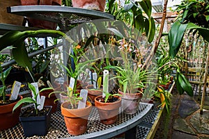 Vibrant Orchids in Greenhouse with Terra Cotta Pots