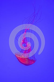 Vibrant pacific sea nettle jellyfish floating upside down with t