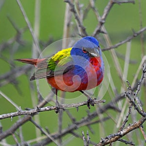 Vibrant Painted Bunting bird a tree branch