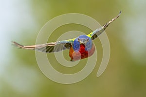 Vibrant painted bunting (Passerina ciris) bird flying