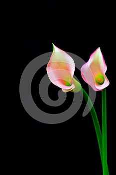 Vibrant pair of light pink and yellow color calla lillies against black background
