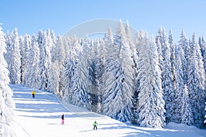 Vibrant panorama of the slope at ski resort Kopaonik, Serbia, people skiing, snow trees, blue sky