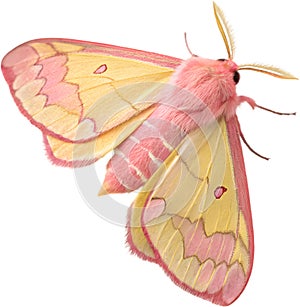 Vibrant pastel Rosy maple moth with soft textures.