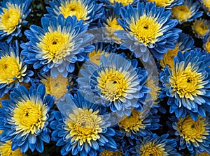 Vibrant pattern of blue and yellow Chrysanthemum flowers