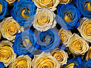 Vibrant pattern of blue and yellow roses