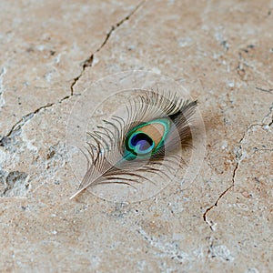 A vibrant peacock feather rests on a textured surface.