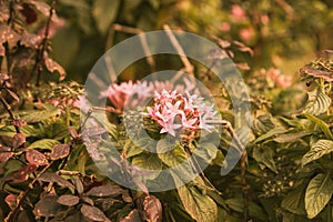 Vibrant Pentas lanceolata, also known as Egyptian Starcluster, in full bloom with dew-kissed foliage, ideal for horticulture