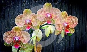 Vibrant phalaenopsis orchids