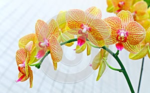 Vibrant phalaenopsis orchids