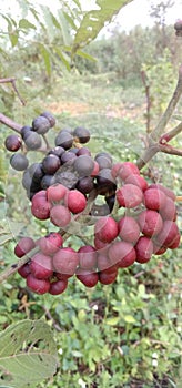 A vibrant photograph of Leea fruits, displaying their striking shades of red and purple.