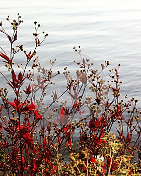 Vibrant picture of a Physocarpus Perspectiva
shrub near a body of water photo