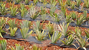 Vibrant Pineapple Plantation Field with Young Plant Saplings