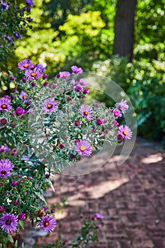 Vibrant Pink Asters with Soft Garden Backdrop