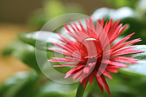 Vibrant Pink Baby Sun Rose Blooming Flower with Crystal Clear Water Droplet on Its Pollen