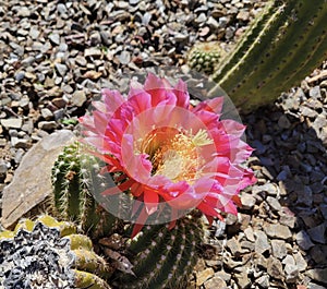 Vibrant Pink Blooming Cactus Flower