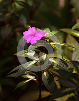 Vibrant Pink blossom in a dark garden