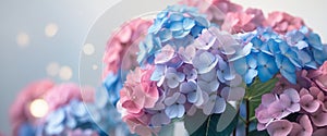 Vibrant Pink Blue Purple Hydrangeas Floral Background