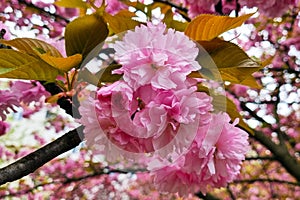 Vibrant Pink Cherry Blossoms in Full Bloom Against Springtime Background