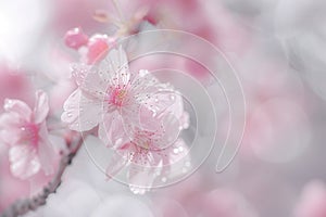 Blooming Cherry Blossom Tree photo