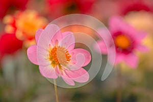 Vibrant pink color dahlia