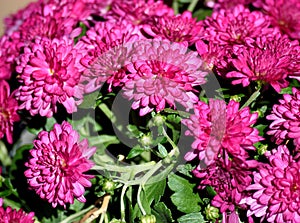 Vibrant Pink Color Mums