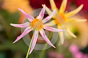 Vibrant pink colored dahlia