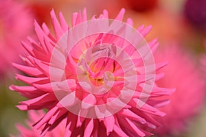 Vibrant pink colored dahlia