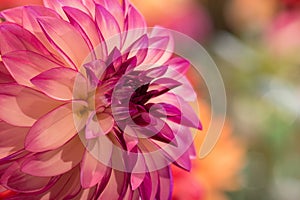 Vibrant pink colored dahlia