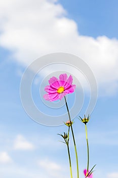 Vibrant pink cosmos blooming with blurred blue sky background.