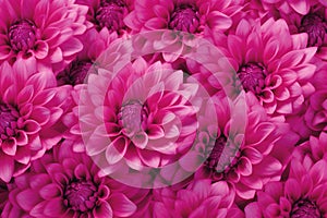 Vibrant Pink Dahlia Blossoms Close-up