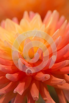 Vibrant orange colored dahlia